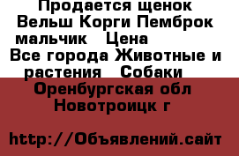 Продается щенок Вельш Корги Пемброк мальчик › Цена ­ 65 000 - Все города Животные и растения » Собаки   . Оренбургская обл.,Новотроицк г.